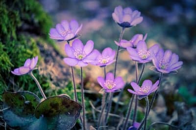 Purple Anemones in Mossy Forest