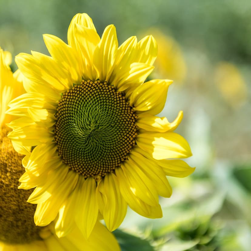 Yellow sunflower with detailed petals and a dark center sits against a blurred green meadow background.