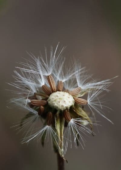 Wilting Dandelion Seed Macro Nature Tablet Wallpaper