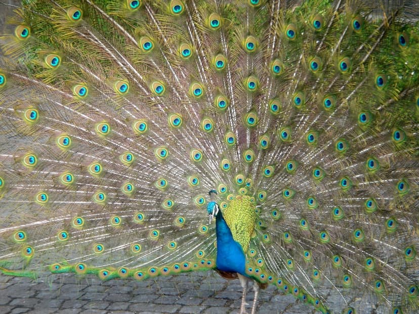 Male peacock with fully spread iridescent tail feathers showcasing blue and green eyespots on a garden path.