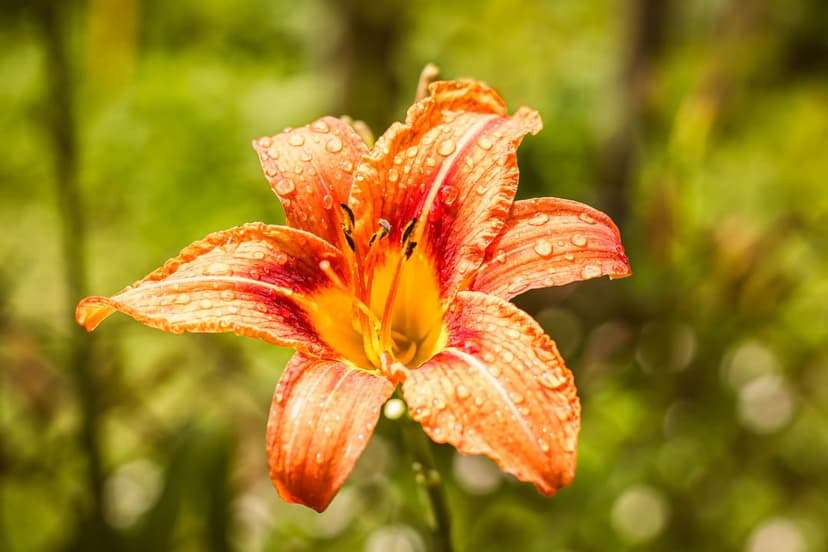 Orange lily petals covered in tiny water droplets against a blurred green background in a sharp macro view.