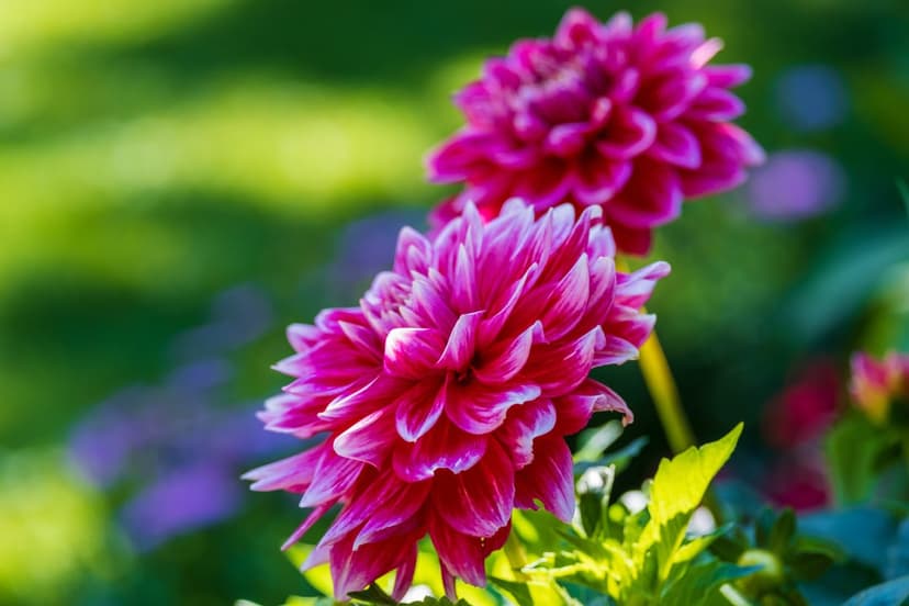 Magenta dahlia flowers with intricate petals glow in sunlit garden greenery, creating a soft bokeh effect.
