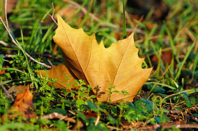 Golden-yellow autumn leaf with intricate veins lying on vibrant green grass in soft dappled sunlight.