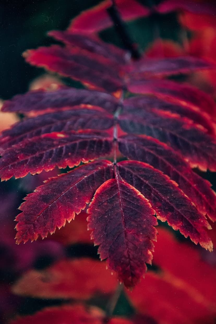 Serrated rowan leaves in red and purple shades feature visible veins against a blurred dark green background.