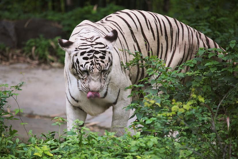White tiger with its tongue out stands among dense green tropical leaves and vibrant forest undergrowth.