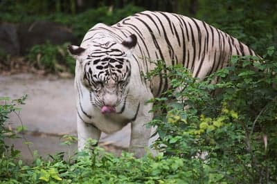 Majestic White Tiger in Green Foliage Phone Wallpaper