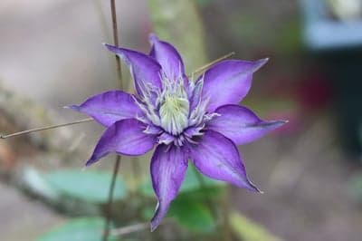 Vibrant Purple Clematis Flower in Bloom