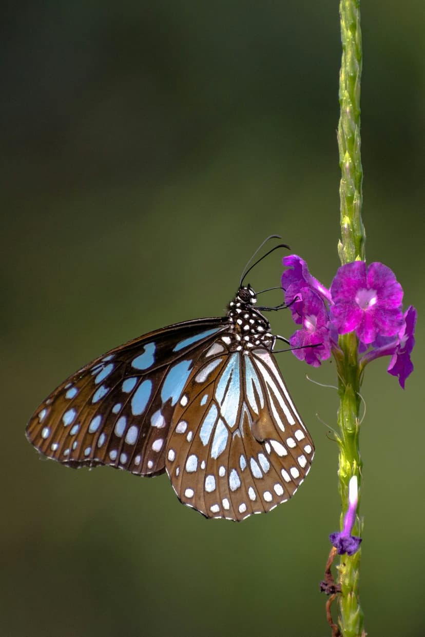 Blue Tiger butterfly with patterned wings rests on small purple flowers against a blurred green forest background.