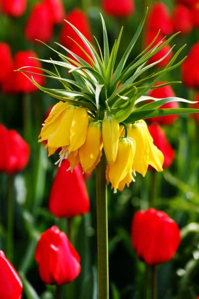 Spring Crown Imperial Flower Vertical Phone Background
