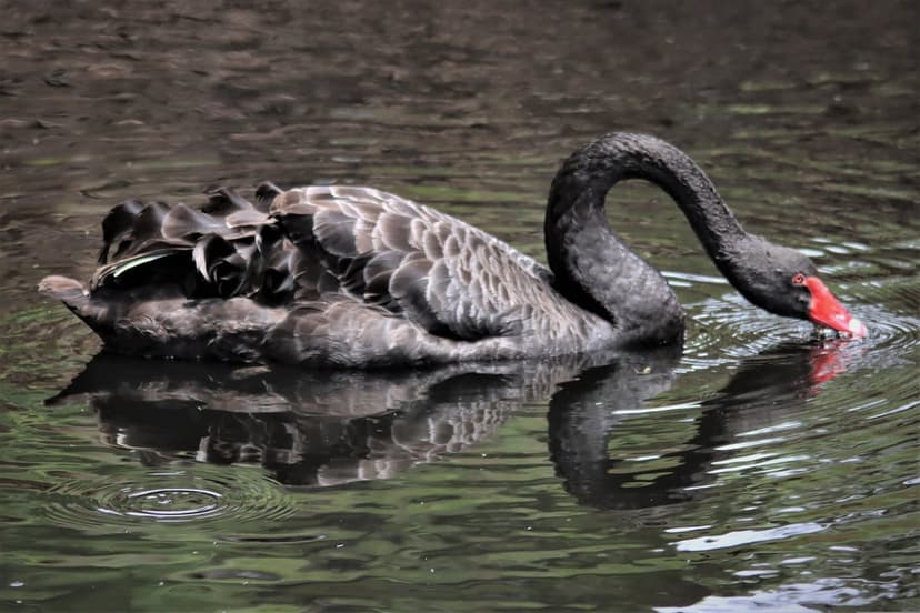 Black swan with a red beak leans over a dark pond, its neck curved as it touches the reflective water surface.