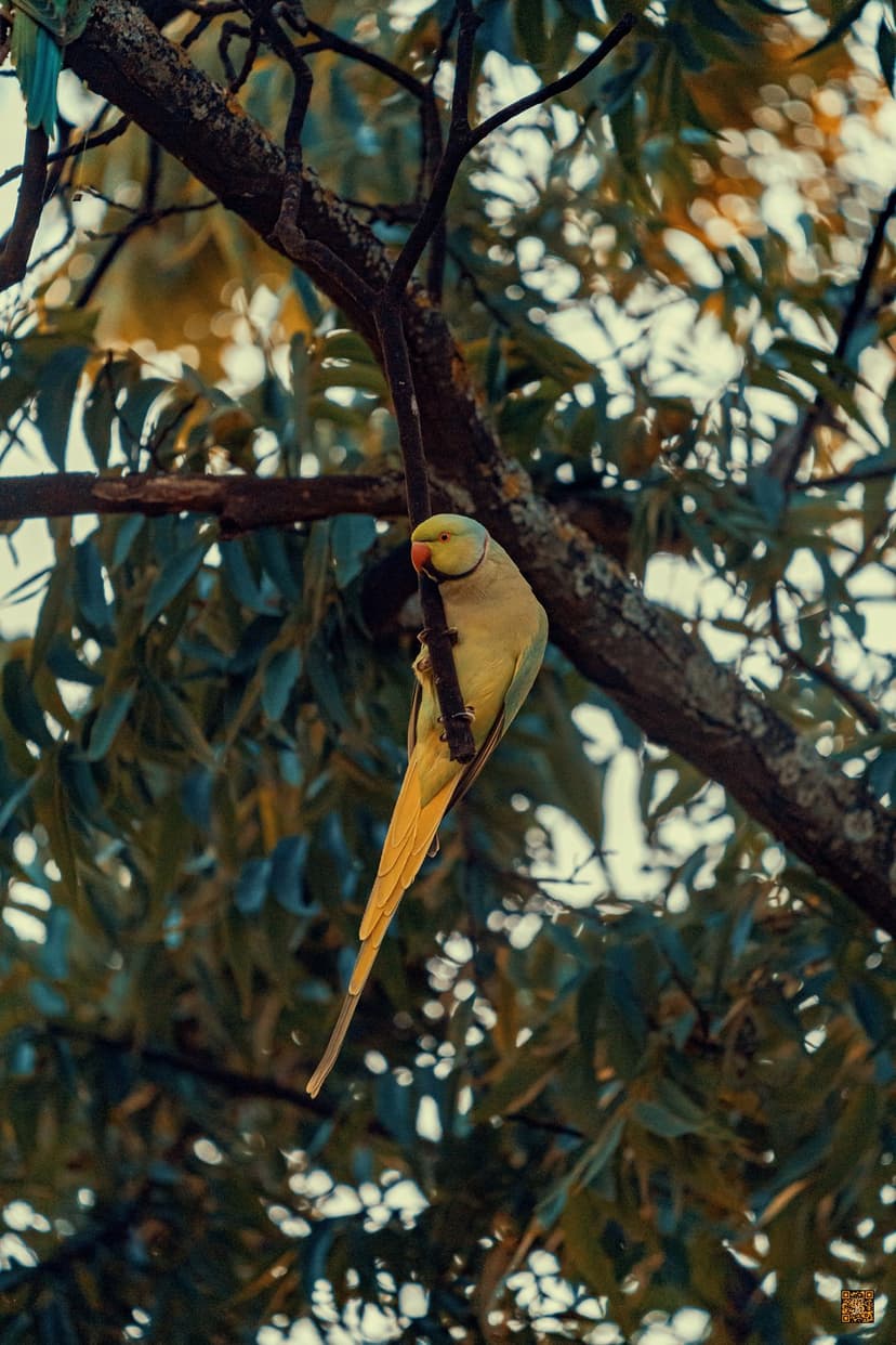 Yellow parrot with a red beak perches on a tree branch as sunlight filters through blurred green forest leaves.