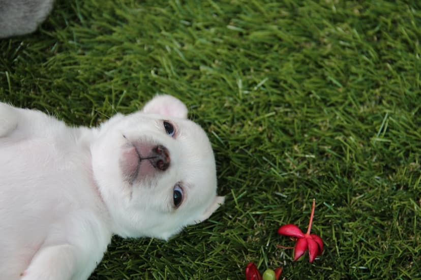 White puppy with blue eyes lies on its back in green grass next to small red flowers in a vertical orientation.