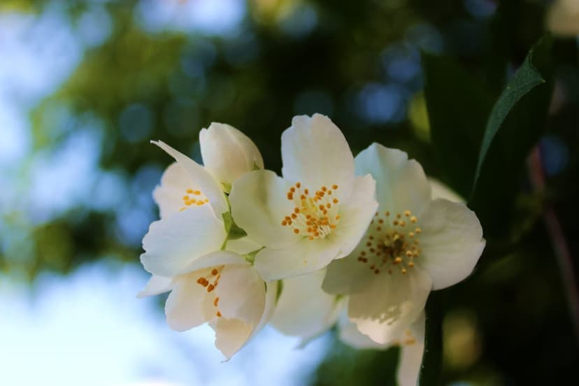 White jasmine flowers with yellow centers bloom in a macro shot against a blurred green and blue background.