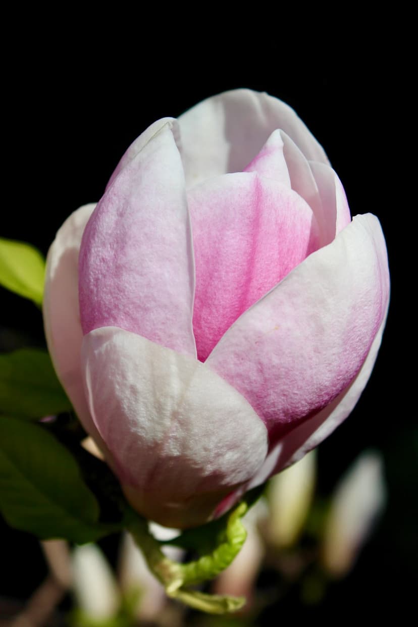 Pink and white magnolia bud with soft petals and green leaves centered against a solid dark black background.