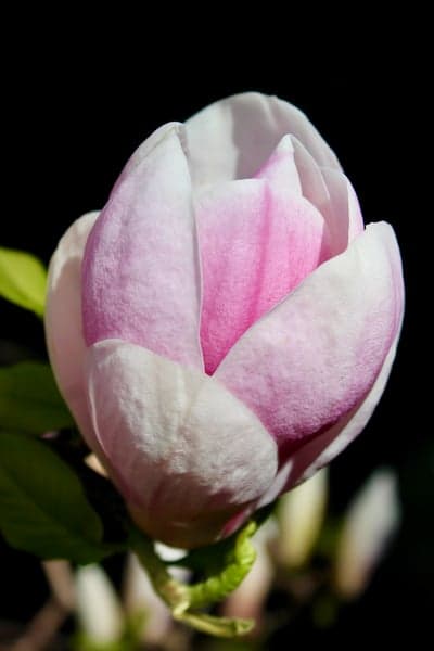 Delicate Pink Magnolia Bud Against Black Background