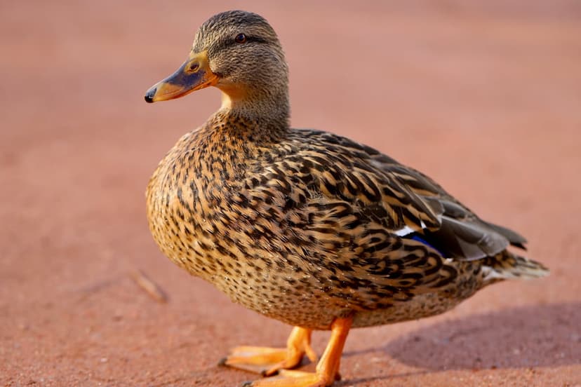 Female mallard duck with mottled brown feathers and orange feet stands on textured reddish-brown soil in nature.