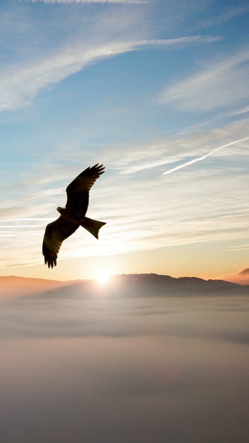 Eagle silhouette soaring above a thick blanket of clouds with a vibrant orange sunrise and blue sky behind it.