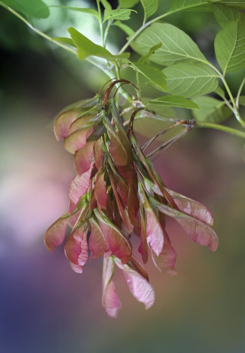 Pink and green maple samaras hang from a branch against a blurred purple and green bokeh forest background.