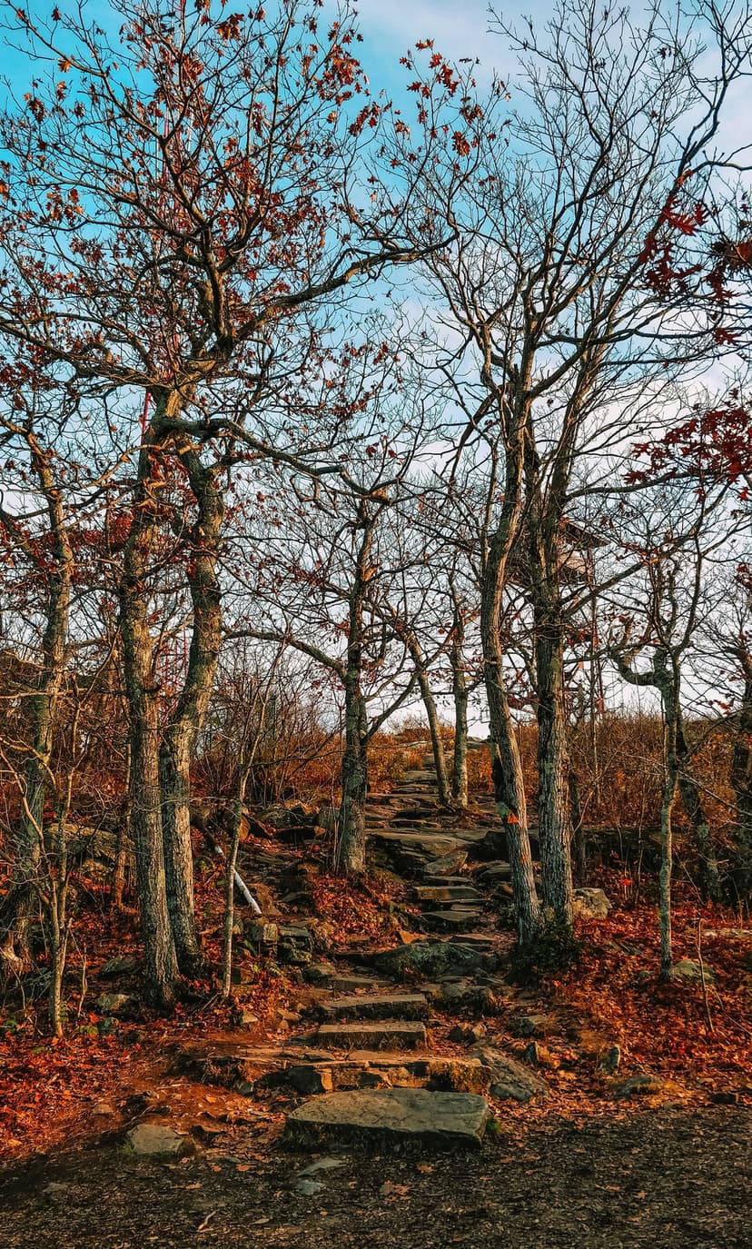 Stone stairs ascend a forest path covered in crunchy orange leaves with a blue sky visible through bare trees.