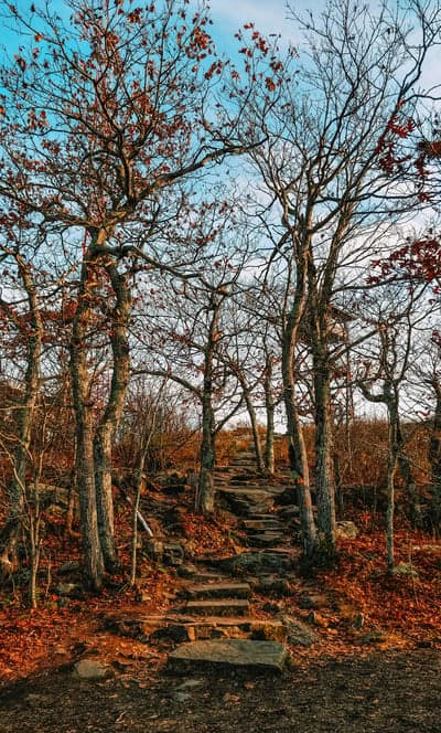 Autumn forest path with stone stairs and colorful leaves
