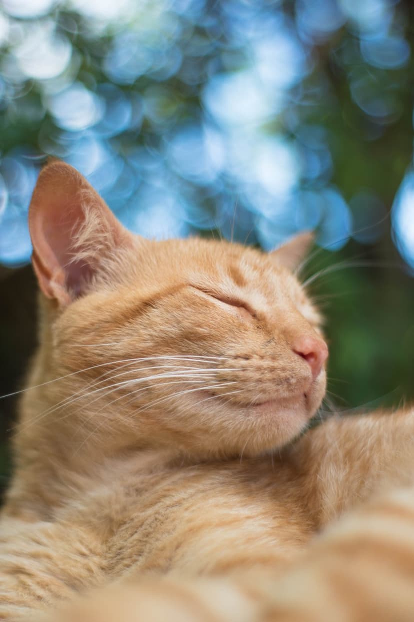 Orange tabby cat rests with eyes closed against a soft blue and green bokeh background in a close-up portrait.