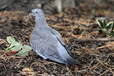 Wild Pigeon and Winter Berries Mobile Screen Background