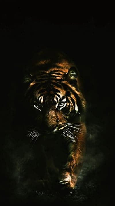 Intense Tiger Emerging from Darkness, Majestic Predator