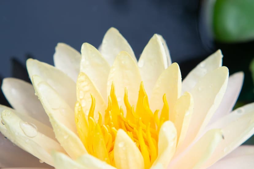 White water lily with yellow center and tiny droplets on petals against a dark, out-of-focus background.
