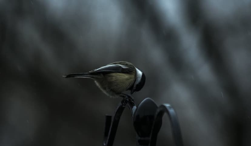 Black-capped chickadee with tucked head perches on black metal during rain with a blurred dark background.