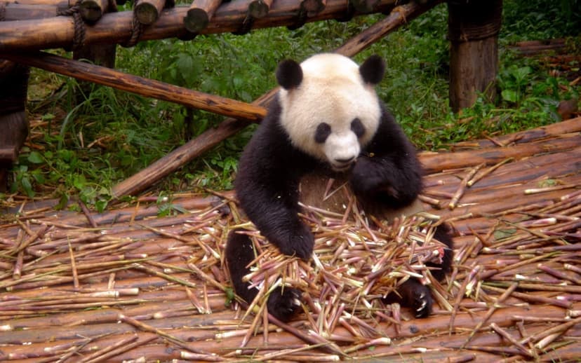 Giant panda sitting on a wooden ledge eating bamboo stalks amidst green leaves in a naturalistic sanctuary habitat.