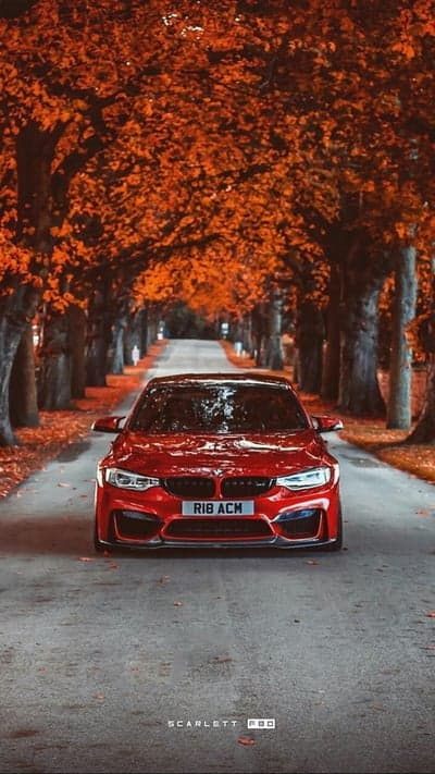 BMW M4 Crimson Coupe in Gold Autumn Forest Background