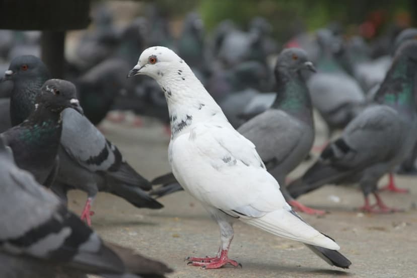 White pigeon with black spots standing amidst a flock of grey rock doves on a textured city surface.