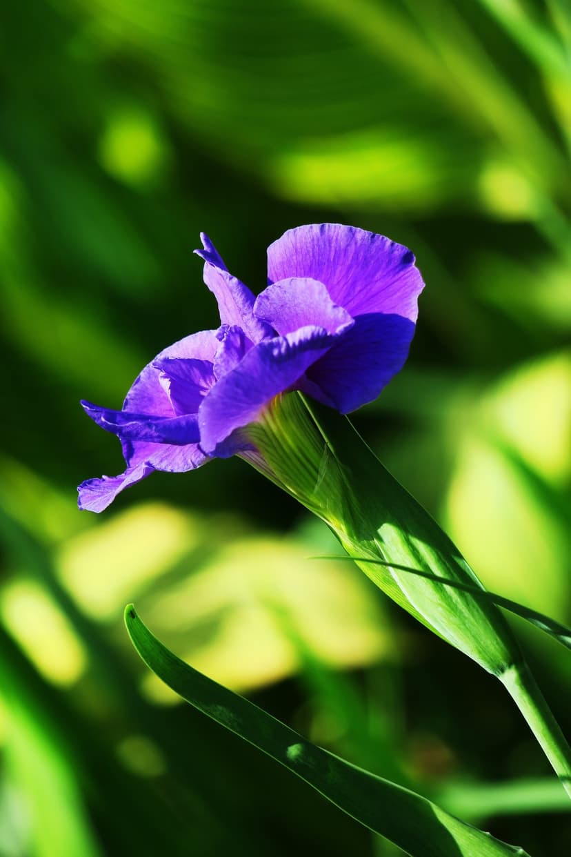 Blooming purple iris with delicate veined petals stands against a soft-focus green foliage and bright sunlight.