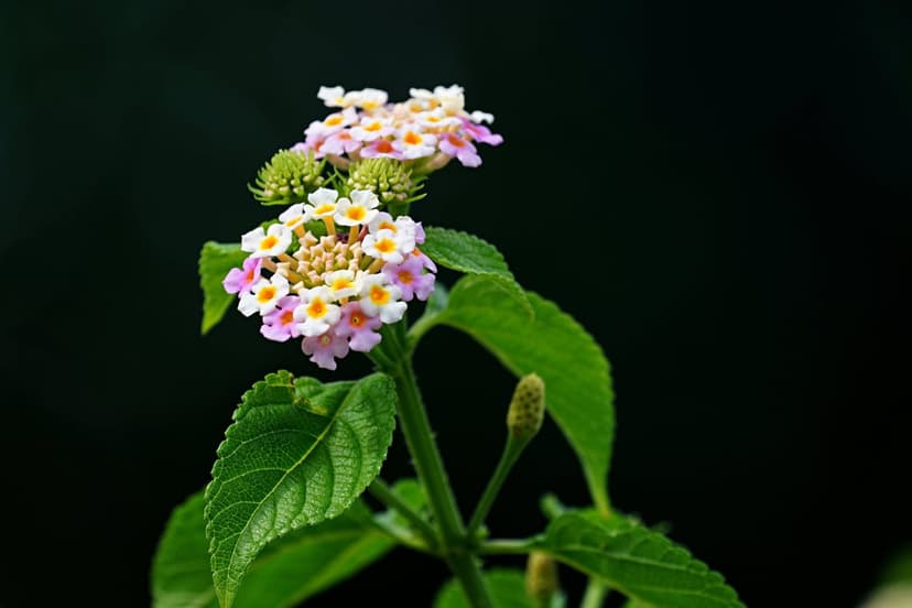 Lantana flower cluster with pink and yellow petals against a dark green bokeh background in a macro view.