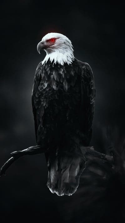 Scary Eagle with Red Eyes Perched on Branch