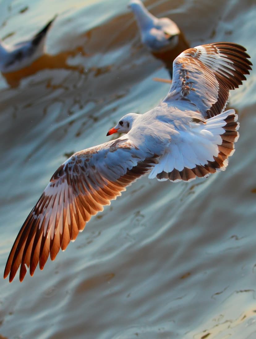 Seagull with spread brown and white wings flies over rippling water with sun reflections and blurred background birds.