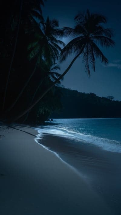 Moonlit Tropical Beach with Palm Trees and Gentle Waves