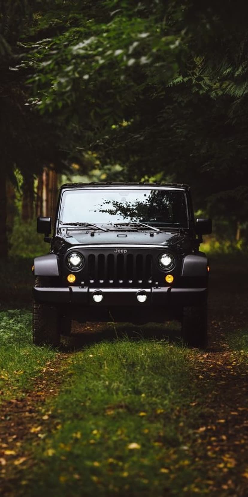 Black Jeep Wrangler parked on a narrow dirt trail amidst a thick canopy of vibrant green deciduous trees.