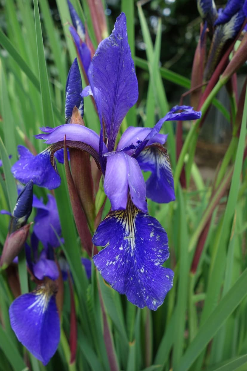 Blue iris flower with white speckled petals and dark veins sits against a soft green and red stem background.