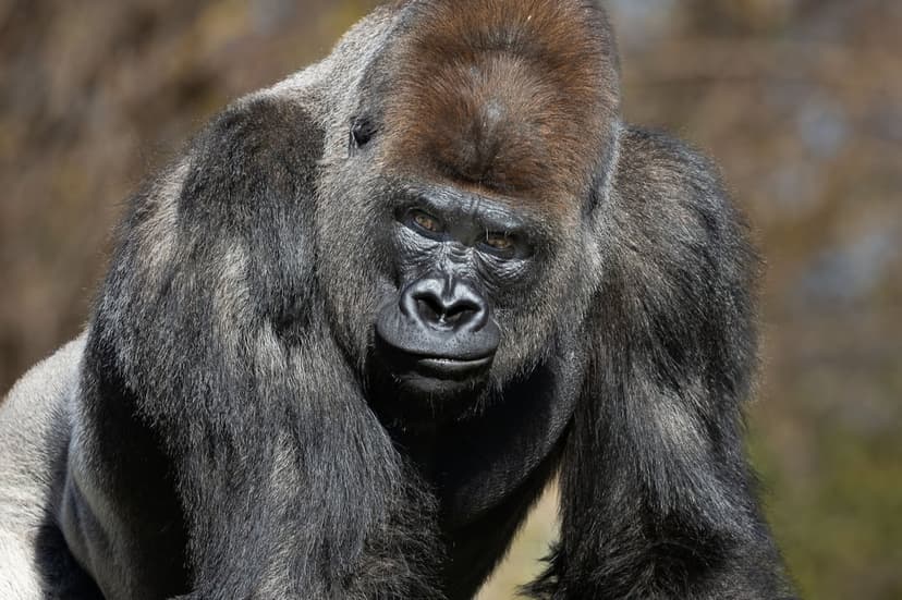 Silverback gorilla with dark textured fur and an intense gaze looks forward against a blurred green background.