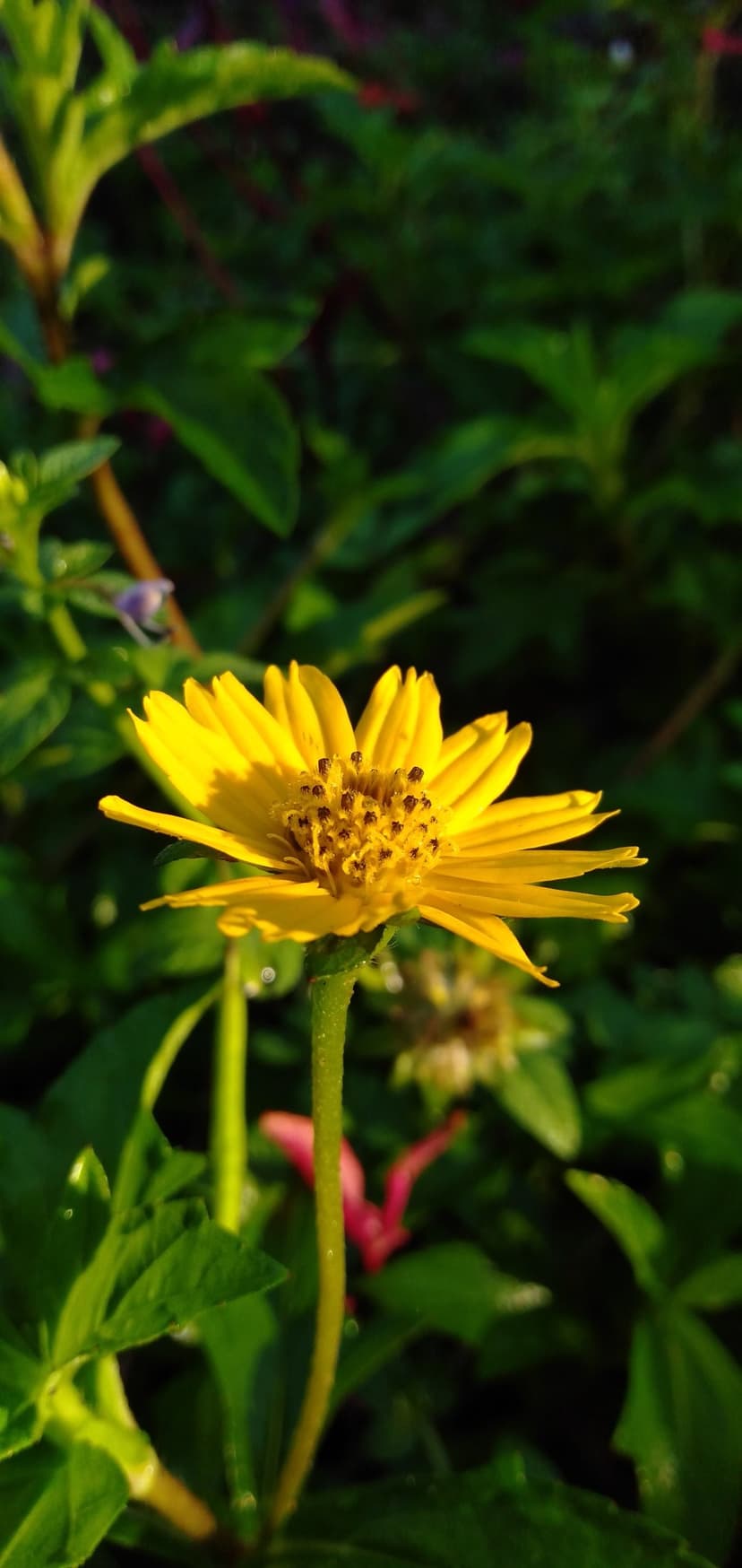 Yellow flower with a textured brown center rests against blurred green leaves and shimmering water droplets.