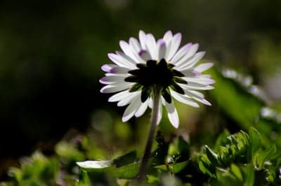 Purple Tipped White Daisy Bloom Mobile Screen Wallpaper