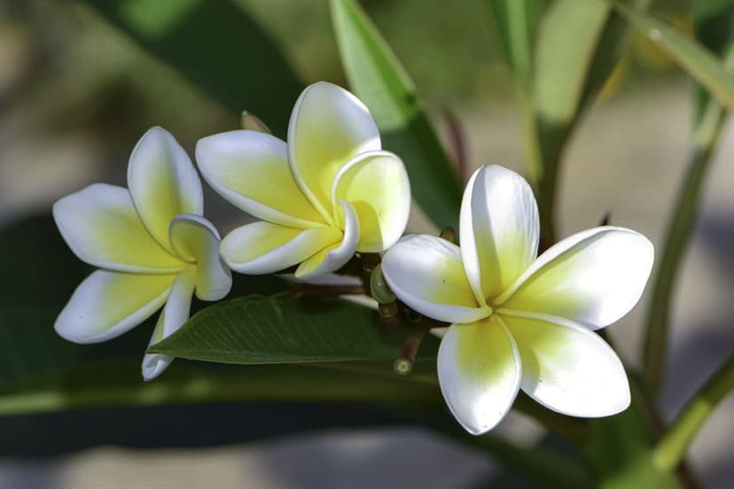 White Plumeria flowers with yellow centers bloom among lush green leaves under bright, warm tropical sunlight.