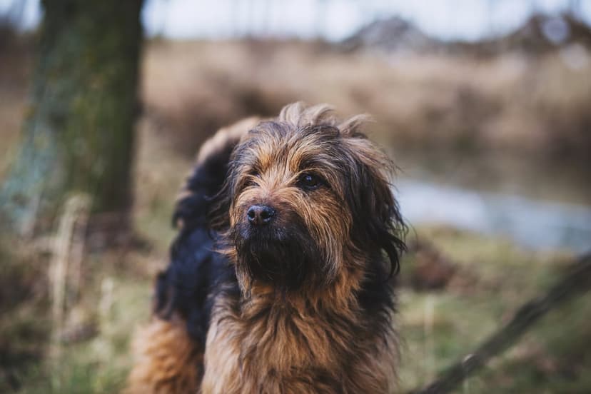 Shaggy brown and black dog with a thick mane looks sideways while standing in a blurry green meadow under soft light.