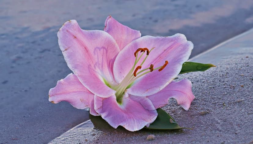 Pink lily flower with purple veins resting on a wet stone surface with visible green leaves and damp textures.