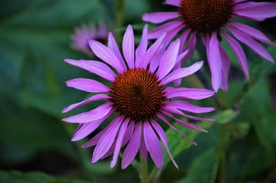 Vibrant Purple Coneflower Background for Phone and Tablet