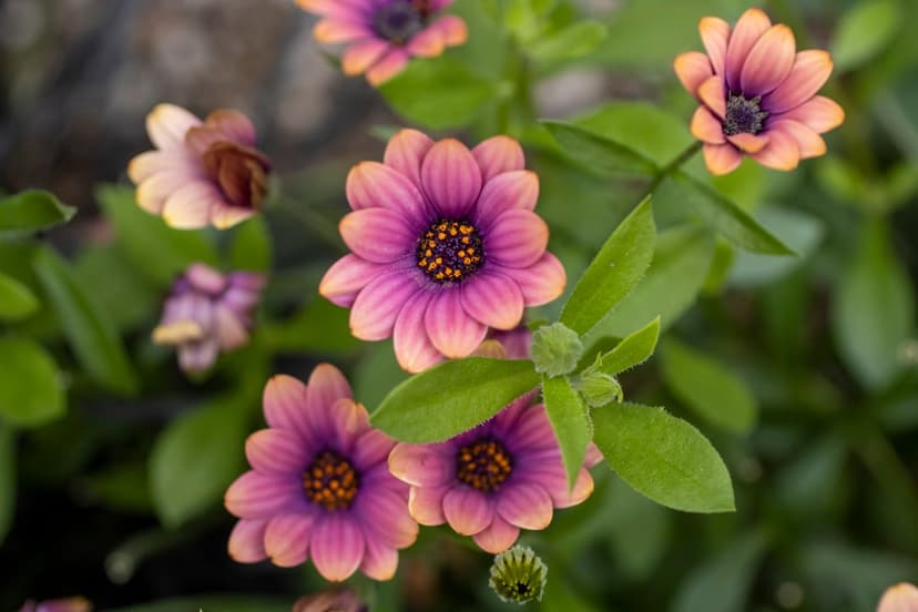 Osteospermum flowers with purple centers and orange tips bloom among green leaves in a close-up botanical view.