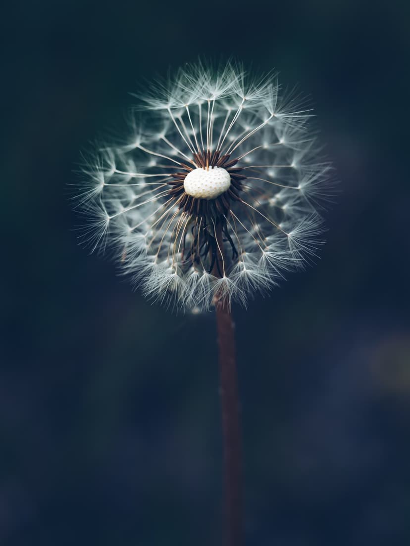 Dandelion seed head showing delicate white filaments against a blurred navy background in sharp macro detail.