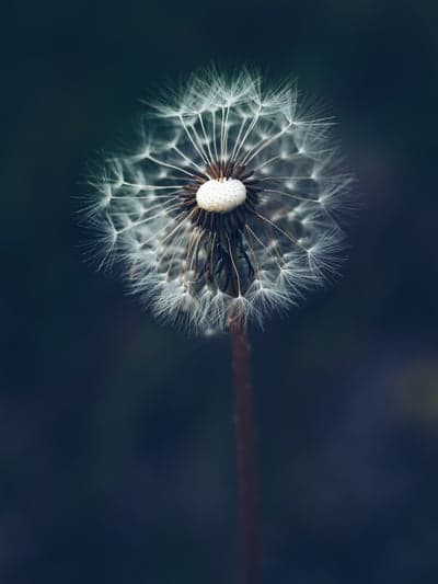 Radiant Dandelion Seed Head Dark Navy Phone Backdrop