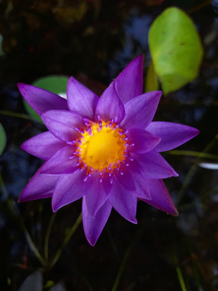Glowing Violet Water Lily Macro Phone Background